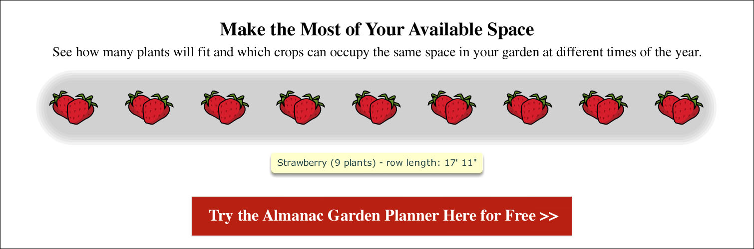 Spacing for Strawberries